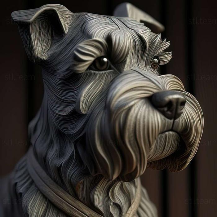 Zwergschnauzer dog